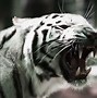 Image result for Tigre Siberiano Blanco