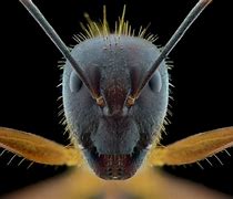 Image result for Ants That Look Like Bees