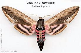 Image result for co_to_znaczy_zawisak_tawulec