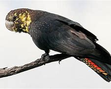 Image result for gloss black cockatoos