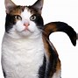 Image result for Cat Face Free