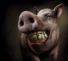 Image result for Funny Pig Wallpaper