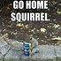 Image result for Bad Squirrel Meme