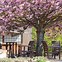 Image result for Eastern Cherry Tree