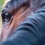 Image result for Canute Horse at Ascot