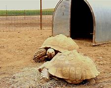 Image result for Sulcata Tortoise Habitat