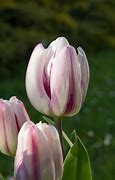 Image result for Tulipa Flaming Flag