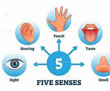 Image result for Types of Body Senses