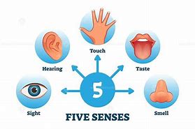 Image result for Senses of Body Higher Class