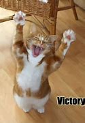 Image result for Victory Cat Meme