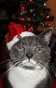 Image result for Funny Christmas Ginger Cat