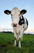 Image result for Cow Standing