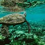 Image result for Underwater Theme HD