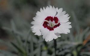 Image result for Dianthus gratianopolitanus Starry Eyes