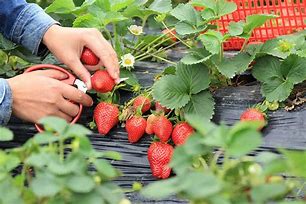 Image result for Strawberries Picking in Yantai