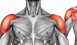 Image result for Front Shoulder Muscle Pain