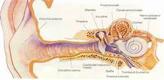 dermatite nell orecchio interno anatomia e fisiologia dermatite nell orecchio interno anatomia e fisiologia