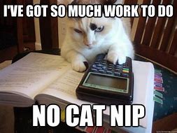 Image result for Cat College Memes