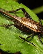 Image result for Grey Striped Cricket