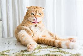 Image result for Catnip Cat Face