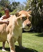 Image result for Biggest Cat Ever Found in the World