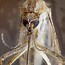 Image result for mosquitoes