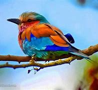 Image result for Beautiful Bird Scenery