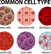 Image result for Different Cells