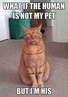 Image result for Top Funny Memes Cats