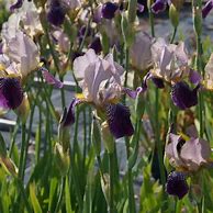 Image result for Iris sambucina