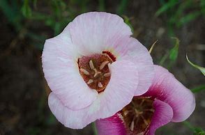 Image result for calochortus