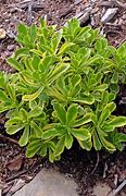 Image result for Sedum ellacombianum Cutting Edge