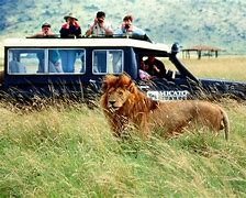 Image result for Safari Vacation