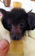 Image result for Baby Bat Pups