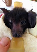 Image result for Adorable Baby Bats