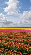 Image result for Bulb Fields Holland