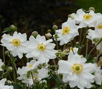 Anemone hybrida (x) Whirlwind 的图像结果