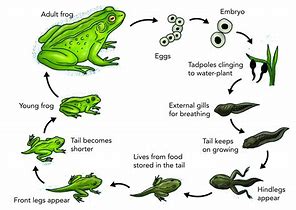 Image result for Frog Life Cycle Illustration