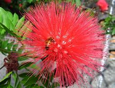 Image result for Most Popular Flowers in Brazil