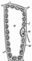 Image result for Cactus Plant Cell
