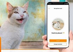 Image result for Cat App Web Page