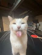 Image result for Milly the Cat with Tongue Out Meme