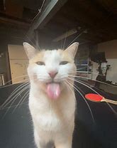 Image result for White Cat with Tongue Out Meme