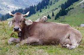 Image result for Bell Star Indian Cattle Rustler