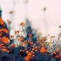Image result for Pink and Orange Aesthetic Wallpaper Laptop
