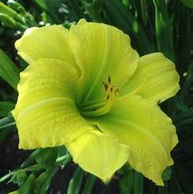 Image result for Hemerocallis Green Flutter 