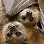Image result for What Color Is a Bat