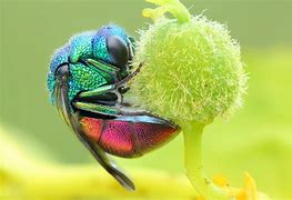 Image result for Canon Macro Photography