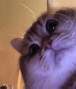 Image result for FaceTime Cute GIF