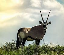Image result for Africa Native Animals
